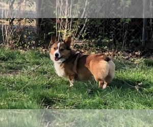 Father of the Pembroke Welsh Corgi puppies born on 08/15/2025