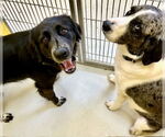 Small #2 Australian Shepherd Mix