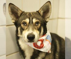 Siberian Husky-Unknown Mix Dogs for adoption in San Antonio, TX, USA