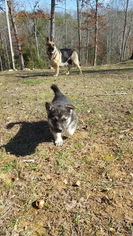 Medium German Shepherd Dog-Siberian Husky Mix