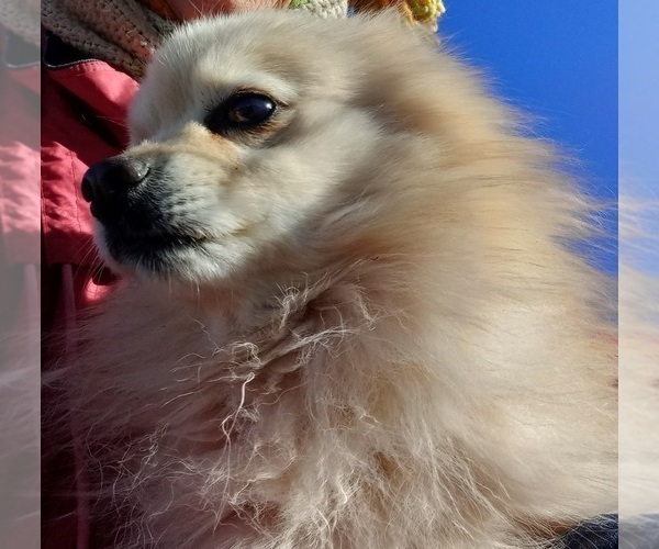 Medium Photo #1 Pomeranian Puppy For Sale in SNOWFLAKE, AZ, USA