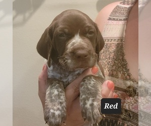 German Shorthaired Pointer Puppy for Sale in BERESFORD, South Dakota USA