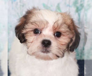 Shih Tzu Puppy for sale in MOUNT VERNON, OH, USA