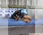Small #11 Yorkshire Terrier