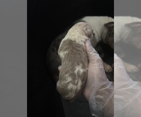 Medium Photo #2 American Bully Puppy For Sale in PARKVILLE, MD, USA