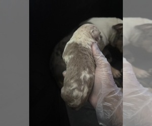 Medium American Bully