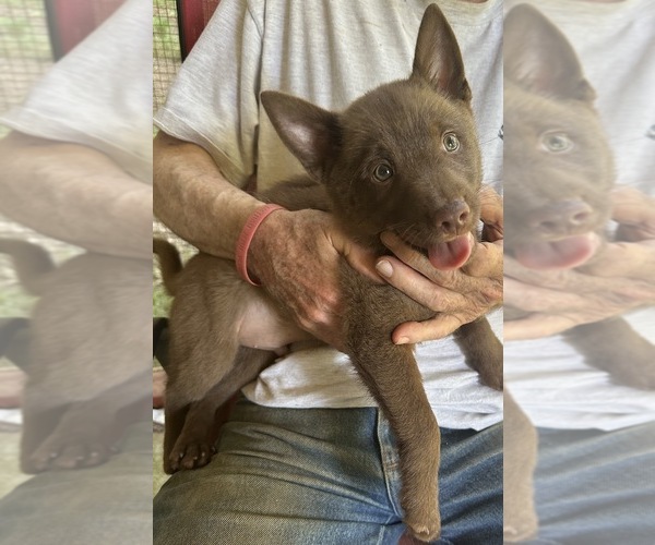 Medium Photo #3 Schipperke Puppy For Sale in CARROLLTON, GA, USA