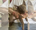 BROWNIE - Male Schipperke Puppy for Sale - Photo #3