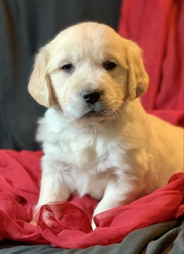 Medium Photo #5 Golden Retriever Puppy For Sale in MORGANTOWN, IN, USA