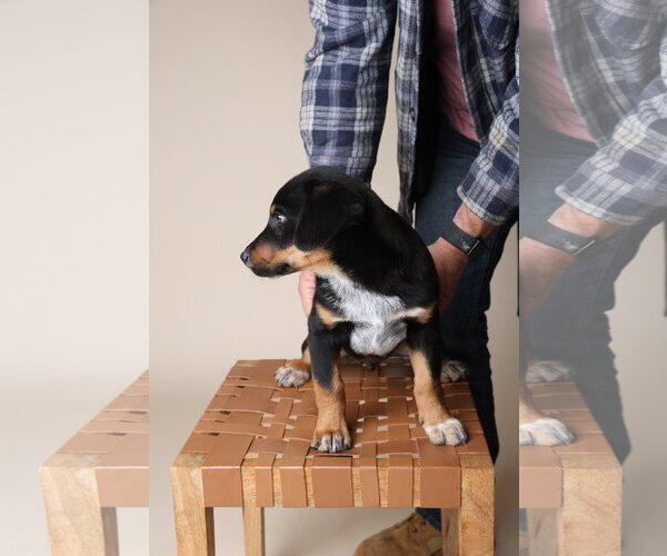 Medium Photo #2 Mutt Puppy For Sale in Garner, NC, USA