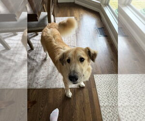 Golden Retriever-Unknown Mix Dogs for adoption in Aurora, IN, USA