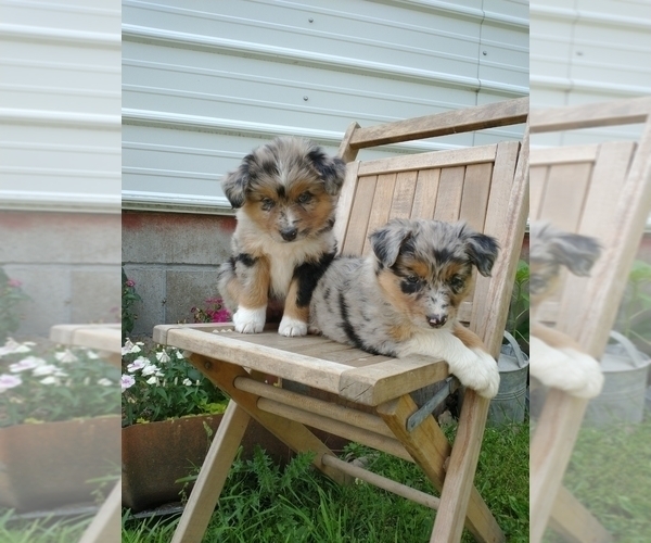 Medium Photo #3 Australian Shepherd Puppy For Sale in NEW YORK MILLS, MN, USA