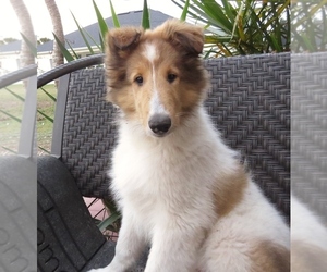 Collie Puppy for sale in PALM BAY, FL, USA