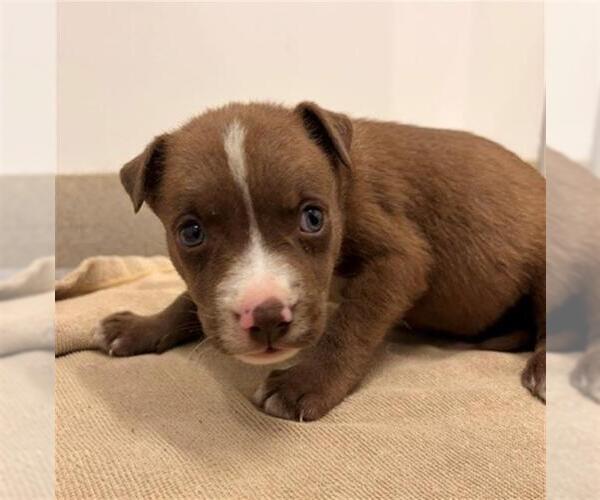 Medium Photo #1 Holland Shepherd-Unknown Mix Puppy For Sale in Baytown, TX, USA
