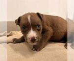 Small Holland Shepherd Mix