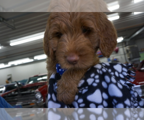 Medium Photo #9 Goldendoodle Puppy For Sale in LENA, IL, USA