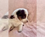 Small Photo #31 Border Collie Puppy For Sale in MARYVILLE, TN, USA