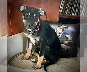 Rat Terrier-Unknown Mix Dogs for adoption in Atlanta, GA, USA