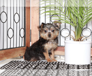 Yorkshire Terrier Puppy for sale in NAPLES, FL, USA