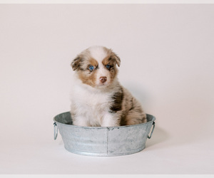 Australian Shepherd Puppy for sale in LA RUE, OH, USA