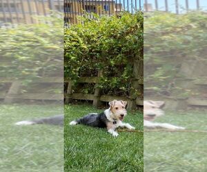 Wire Fox Terrier Puppy for sale in IRVINE, CA, USA