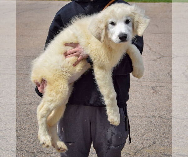 Medium Photo #2 Great Pyrenees Puppy For Sale in Huntley, IL, USA