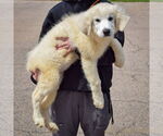 Small #1 Great Pyrenees