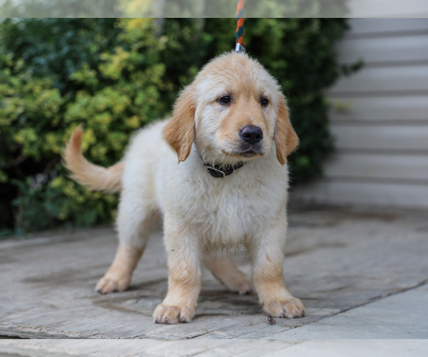 Medium Photo #5 Golden Retriever Puppy For Sale in LIBERTY, KY, USA