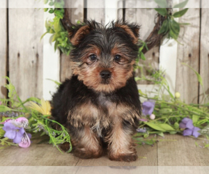Yorkshire Terrier Puppy for sale in MOUNT VERNON, OH, USA