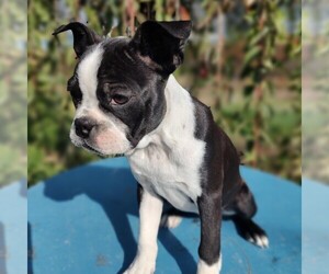 Boston Terrier Puppy for sale in MANHEIM, PA, USA