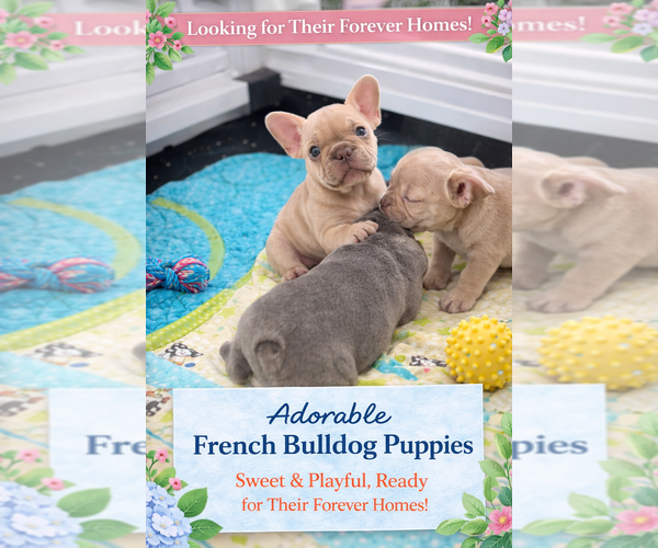 Medium Photo #3 French Bulldog Puppy For Sale in VALRICO, FL, USA