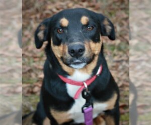 Greater Swiss Mountain Dog-Labrador Retriever Mix Dogs for adoption in Attalka, AL, USA