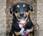 Small Photo #1 Greater Swiss Mountain Dog-Labrador Retriever Mix Puppy For Sale in Attalka, AL, USA