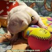 Small Photo #20 Dogo Argentino Puppy For Sale in JANE, MO, USA