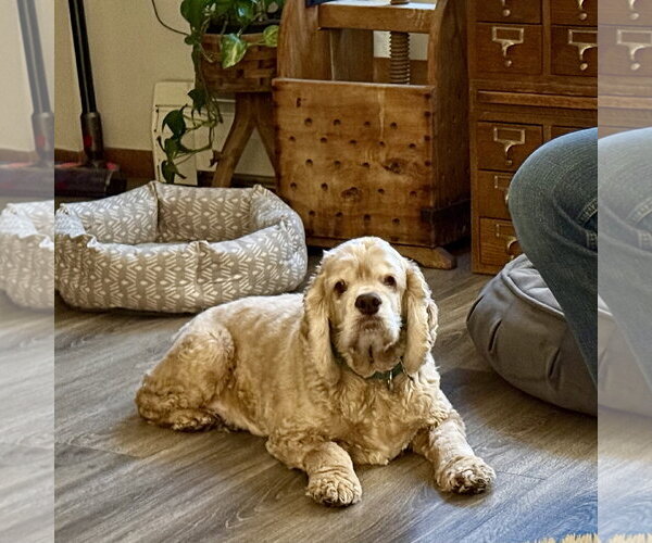 Medium Photo #6 Cocker Spaniel Puppy For Sale in Fargo, ND, USA