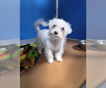 Small #1 Maltese Mix