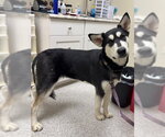Small #4 Alaskan Malamute Mix