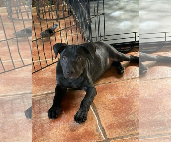 Medium Photo #1 Labrador Retriever-Unknown Mix Puppy For Sale in Virginia Beach, VA, USA