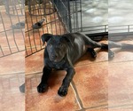 Small Labrador Retriever Mix