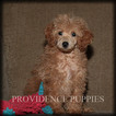 Small Photo #30 Poodle (Miniature) Puppy For Sale in COPPOCK, IA, USA