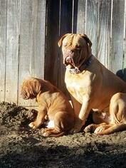 Mother of the Dogue de Bordeaux puppies born on 12/03/2018