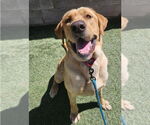 Small #1 Labrador Retriever