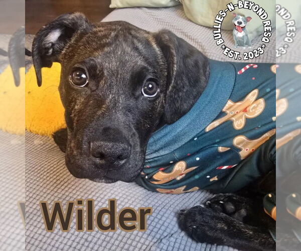 Medium Photo #10 Boxer-German Wirehaired Pointer Mix Puppy For Sale in Omaha, NE, USA