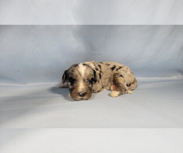 Medium Photo #9 Bernedoodle (Miniature) Puppy For Sale in BLACK FOREST, CO, USA