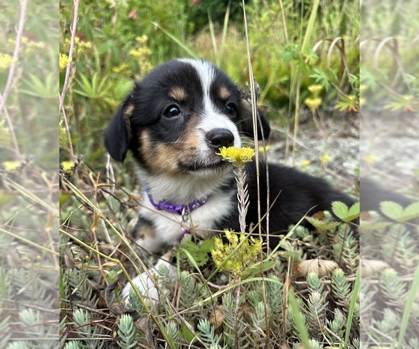 Medium Photo #21 Pembroke Welsh Corgi Puppy For Sale in PERKINSVILLE, VT, USA