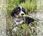 Small Photo #21 Pembroke Welsh Corgi Puppy For Sale in PERKINSVILLE, VT, USA