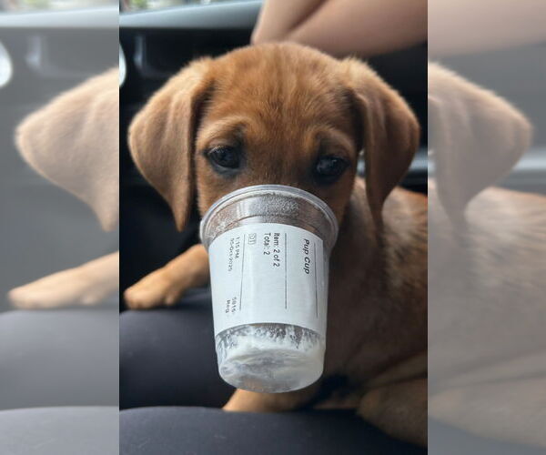 Medium Photo #2 Mutt Puppy For Sale in Sanford, FL, USA