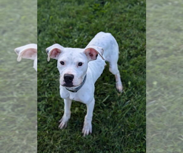Medium Photo #12 Boxer-Unknown Mix Puppy For Sale in Germantown, OH, USA