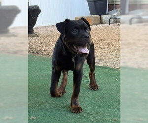 Rottweiler Dogs for adoption in Mooresville, NC, USA
