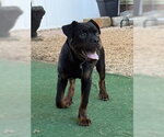 Small Rottweiler